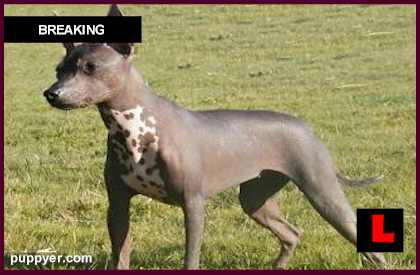 WESTMINSTER DOG SHOW 2012 New Breeds Prompts Xoloitzcuintli Mexican ...